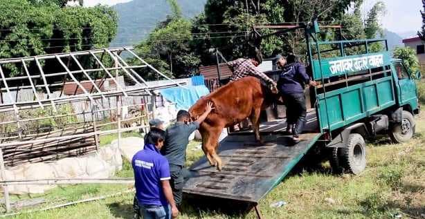 सडक चौपायाको व्यवस्थापनमा पोखरा महानगरको सक्रियता