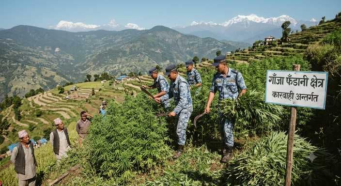 भोजपुरमा गाँजा फँडानी